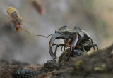 Stag beetle - Vliegend hert