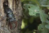 Stag beetle - Vliegend hert