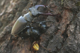 Stag beetle - Vliegend hert