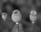 Poppy #2