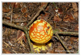 Amanite tue-mouches - Amanita muscaria