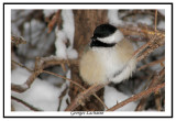 Msange  tte noire - Black-capped Chickadee - Poecile atricapilla (Laval Qubec)