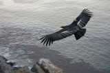 California Condor