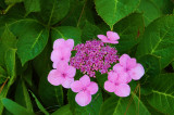 Torrey Pines purple flower.JPG