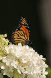 Monarch Butterfly.JPG