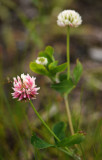Trifolium-hybridum.jpg