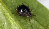 Brachycaudus-napelli.jpg