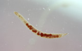 Mesostoma_sp.jpg