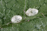 Trialeurodes-vaporariorum_pupa.jpg