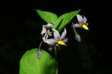 Solanum-dulcamara.jpg