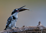 Pied Kingfisher