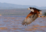 African Fish Eagle