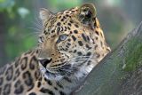 054-Leopard.jpg
