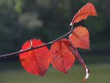 IMG_2866.JPG