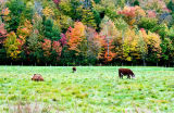 New Hampshire autumn