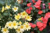 New Hampshire daisies