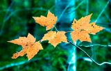 New Hampshire Autumn leaves