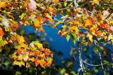 autumn leaves
