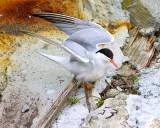 Tern on nest