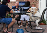 Teddy at the table