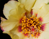 Yellow Portulaca