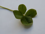 Four leafed clover