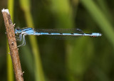 IMG_2738.damselfly.jpg