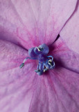 Blue Hydrangea Centre