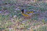 Goldfinch, Lawrences 3059