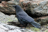 Crow, American 5912
