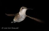 Hummingbird, Ruby-throated DSCN_119129.JPG
