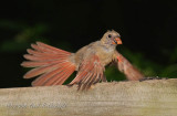 Cardinal [female] DSCN_119390A.JPG