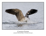 Canada Goose-011