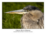 Great Blue Heron-061