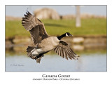 Canada Goose-015