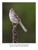 Clay-colored Sparrow-005