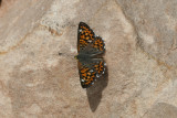 Nais Metalmark (Apodemia nais)