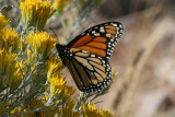 Monarch (Danaus plexippus plexippus)