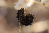 Tropical Buckeye (junonia evarete nigrosuffusa) - larva