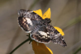 White-patched Skipper (Chiomara georgina georgina) - female