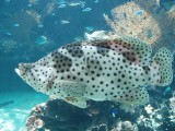 Noumea aquarium fish