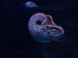 aquarium nautilus