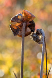 Pitcher Plant's Dried Flowers