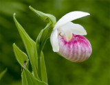 Showy Ladies Slipper