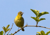 Hooded Oriole - female