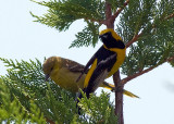 Hooded Oriole - male with young