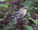 Yellow-rumped Warbler Audobons Warbler