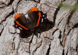 Red Admiral (<em>Vamnessa atalanta</em>)