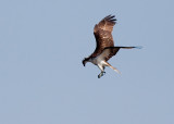 Osprey