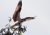 Osprey